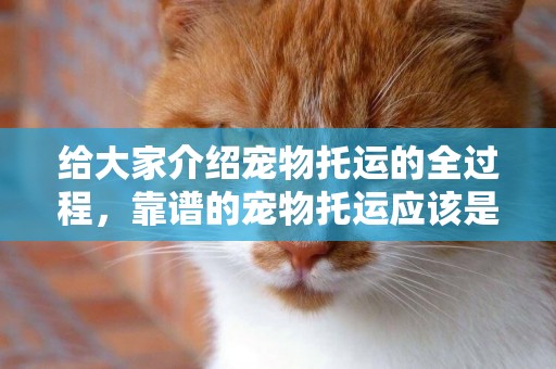 給大家介紹寵物托運的全過程，靠譜的寵物托運應該是怎么樣的 