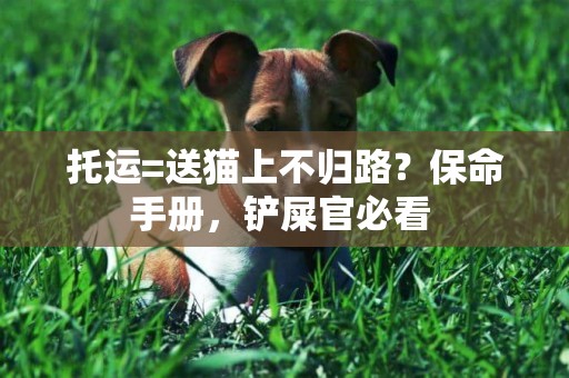 托運=送貓上不歸路？保命手冊，鏟屎官必看 