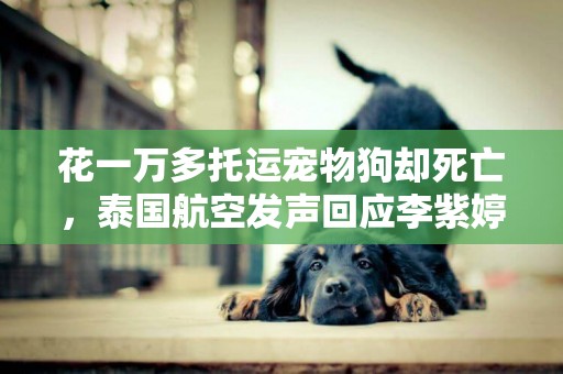 花一萬多托運寵物狗卻死亡，泰國航空發聲回應李紫婷了 