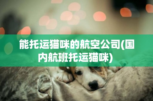 能托運貓咪的航空公司(國內航班托運貓咪) 