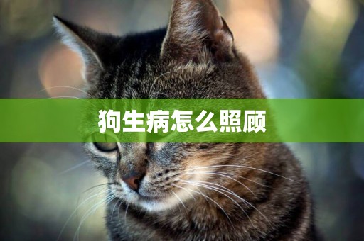狗生病怎么照顧