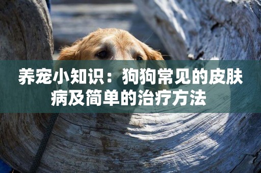 養寵小知識：狗狗常見的皮膚病及簡單的治療方法 