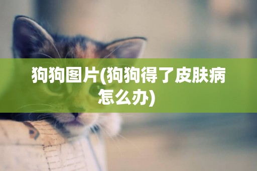 狗狗圖片(狗狗得了皮膚病怎么辦) 