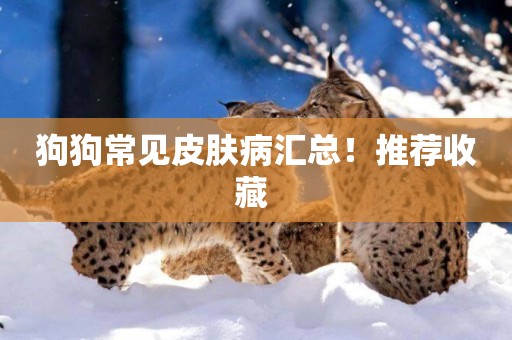 狗狗常見皮膚病匯總！推薦收藏 