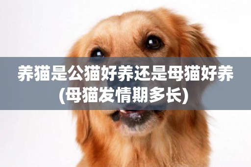 養貓是公貓好養還是母貓好養(母貓發情期多長) 