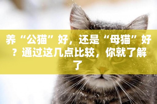 養“公貓”好，還是“母貓”好？通過這幾點比較，你就了解了 