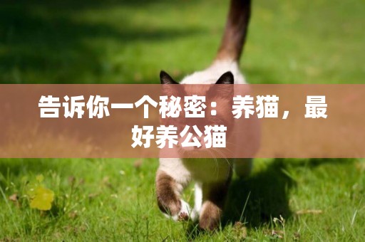告訴你一個秘密：養貓，最好養公貓 