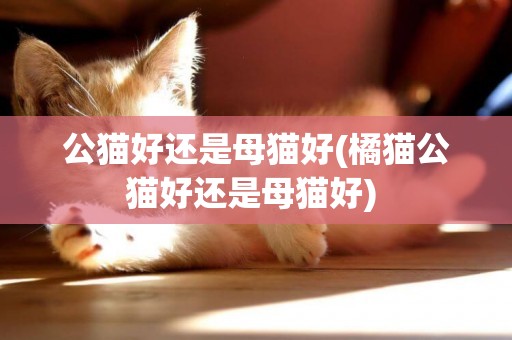 公貓好還是母貓好(橘貓公貓好還是母貓好) 