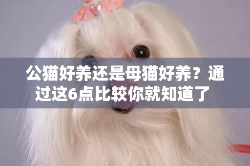 公貓好養還是母貓好養？通過這6點比較你就知道了 
