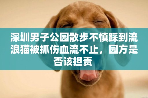 深圳男子公園散步不慎踩到流浪貓被抓傷血流不止，園方是否該擔責 