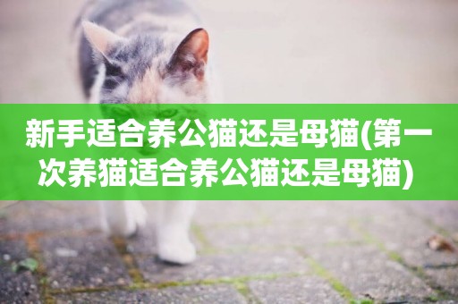 新手適合養公貓還是母貓(第一次養貓適合養公貓還是母貓) 