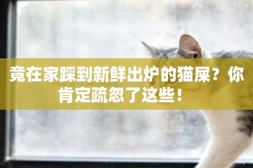 竟在家踩到新鮮出爐的貓屎？你肯定疏忽了這些！ 