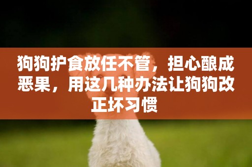 狗狗護食放任不管，擔心釀成惡果，用這幾種辦法讓狗狗改正壞習慣 