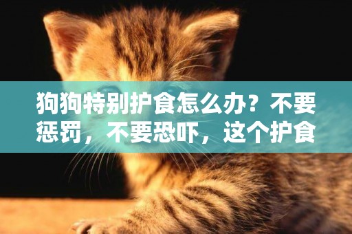 狗狗特別護食怎么辦？不要懲罰，不要恐嚇，這個護食校正方案，才是正確的方法！ 