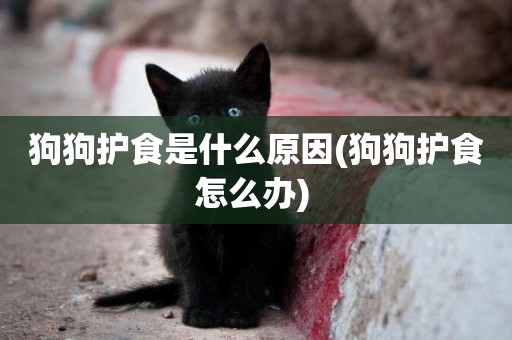狗狗護食是什么原因(狗狗護食怎么辦) 