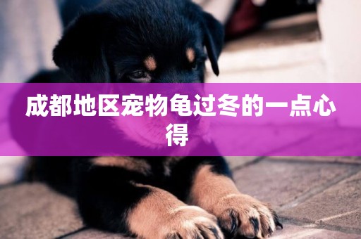 成都地區寵物龜過冬的一點心得 