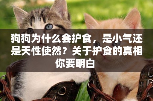 狗狗為什么會護食，是小氣還是天性使然？關于護食的真相你要明白 