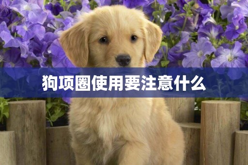 狗項圈使用要注意什么