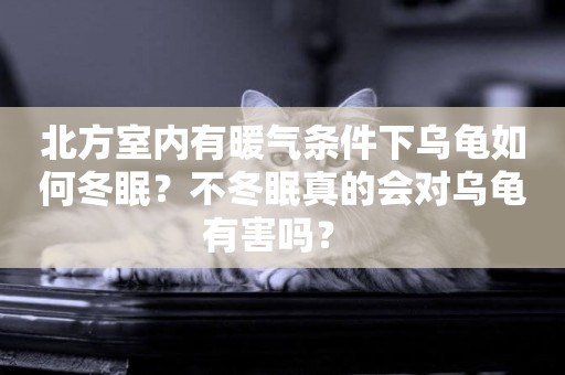 北方室內有暖氣條件下烏龜如何冬眠？不冬眠真的會對烏龜有害嗎？ 