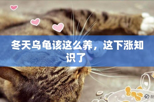 冬天烏龜該這么養，這下漲知識了 
