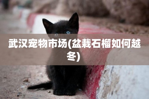 武漢寵物市場(盆栽石榴如何越冬) 
