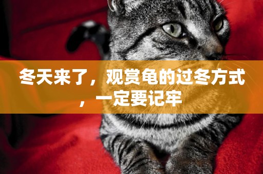 冬天來了，觀賞龜的過冬方式，一定要記牢 