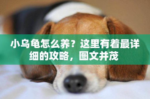 小烏龜怎么養？這里有著最詳細的攻略，圖文并茂 