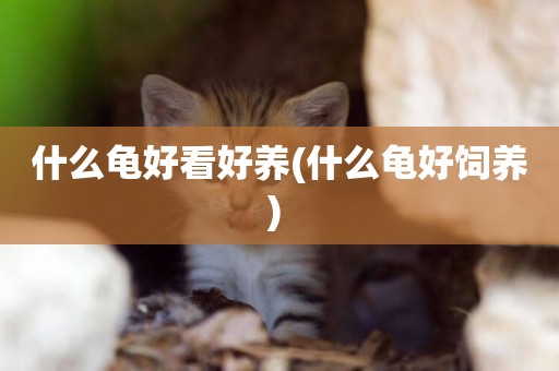 什么龜好看好養(什么龜好飼養) 