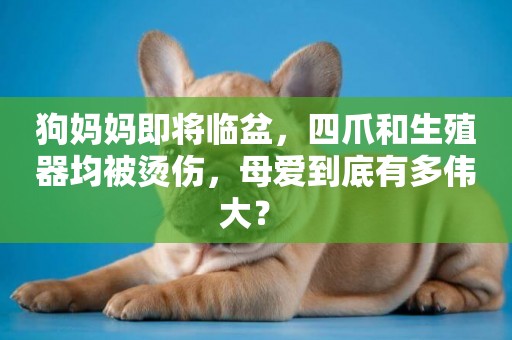 狗媽媽即將臨盆，四爪和生殖器均被燙傷，母愛到底有多偉大？ 