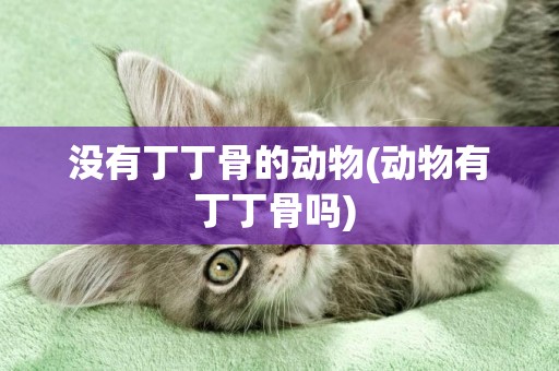 沒有丁丁骨的動物(動物有丁丁骨嗎) 
