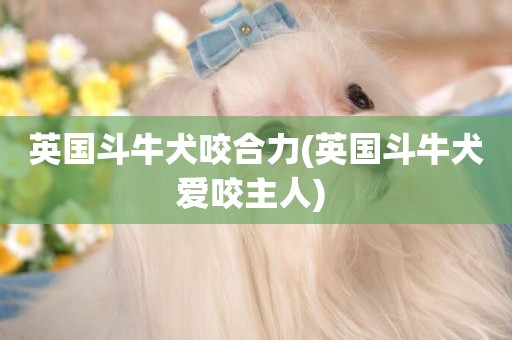 英國斗牛犬咬合力(英國斗牛犬愛咬主人) 