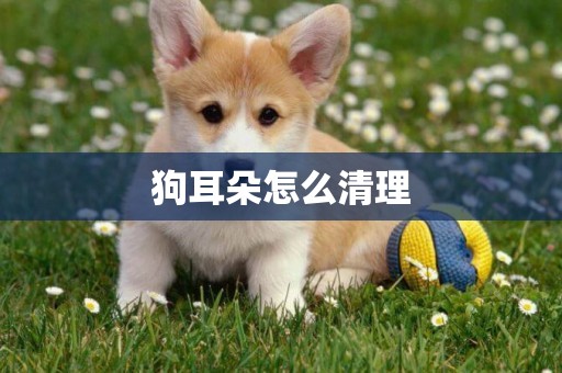 狗耳朵怎么清理