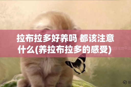 拉布拉多好養嗎 都該注意什么(養拉布拉多的感受) 