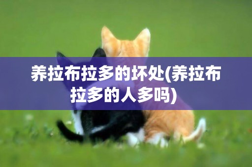 養拉布拉多的壞處(養拉布拉多的人多嗎) 
