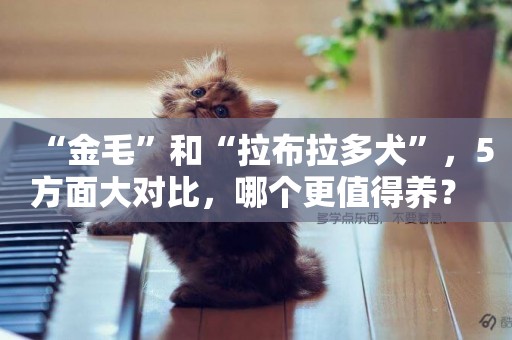 “金毛”和“拉布拉多犬”，5方面大對比，哪個更值得養？ 