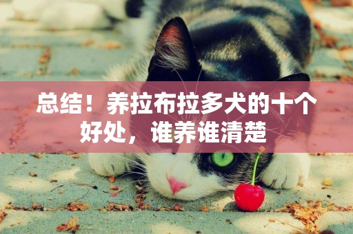 總結！養拉布拉多犬的十個好處，誰養誰清楚 
