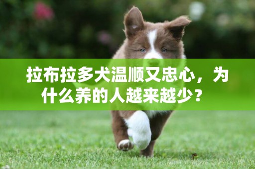 拉布拉多犬溫順又忠心，為什么養的人越來越少？ 