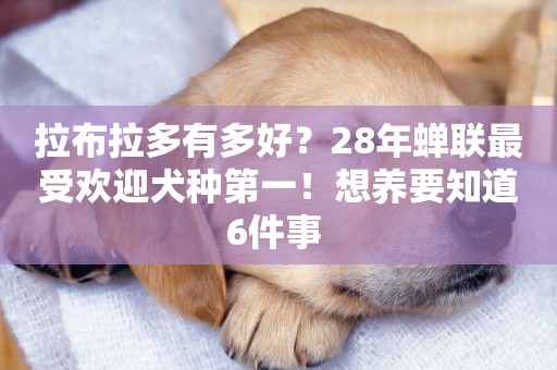 拉布拉多有多好？28年蟬聯最受歡迎犬種第一！想養要知道6件事 