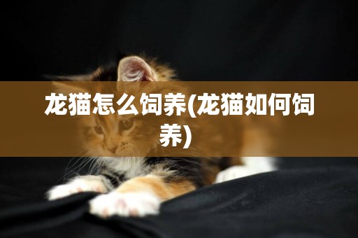 龍貓怎么飼養(龍貓如何飼養) 