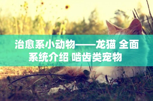 治愈系小動物——龍貓 全面系統介紹 嚙齒類寵物 