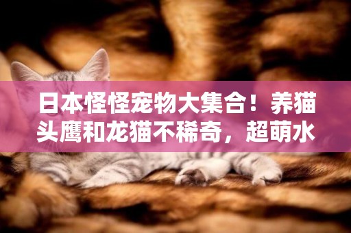 日本怪怪寵物大集合！養貓頭鷹和龍貓不稀奇，超萌水獺跟土撥鼠 