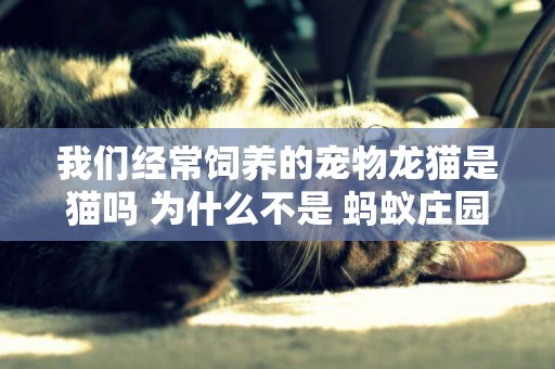 我們經常飼養的寵物龍貓是貓嗎 為什么不是 螞蟻莊園10.19今日答案 