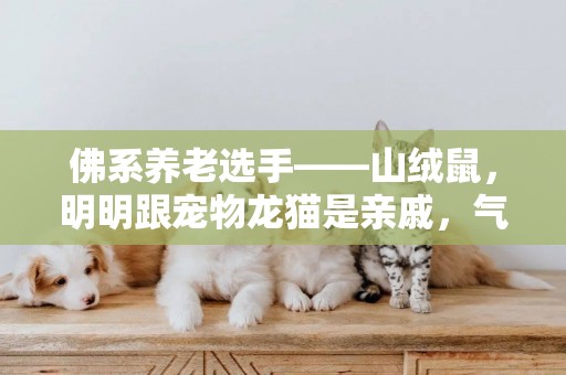 佛系養老選手——山絨鼠，明明跟寵物龍貓是親戚，氣質卻天差地別 