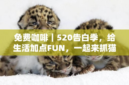 免費咖啡｜520告白季，給生活加點FUN，一起來抓貓 