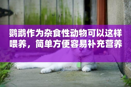 鸚鵡作為雜食性動物可以這樣喂養，簡單方便容易補充營養 