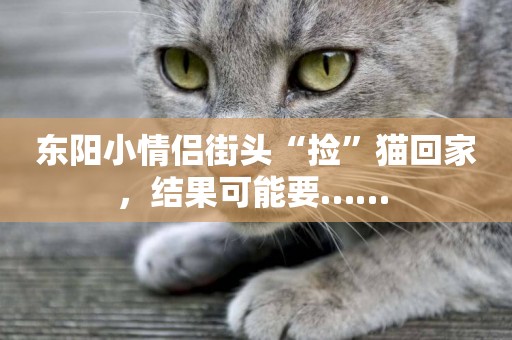 東陽小情侶街頭“撿”貓回家，結果可能要…… 