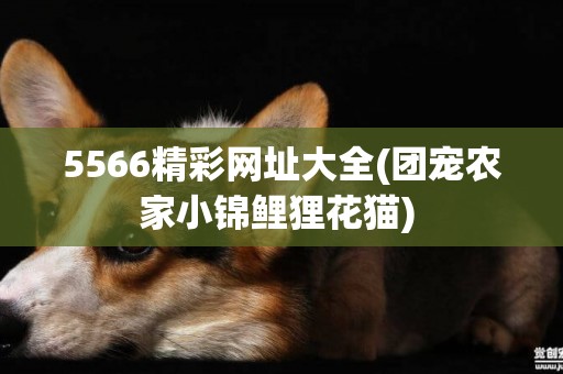 5566精彩網址大全(團寵農家小錦鯉貍花貓) 