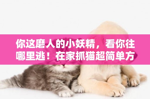 你這磨人的小妖精，看你往哪里逃！在家抓貓超簡單方法 