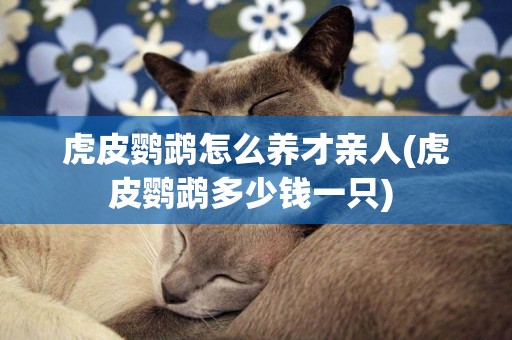 虎皮鸚鵡怎么養才親人(虎皮鸚鵡多少錢一只) 