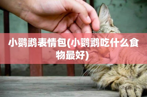小鸚鵡表情包(小鸚鵡吃什么食物最好) 